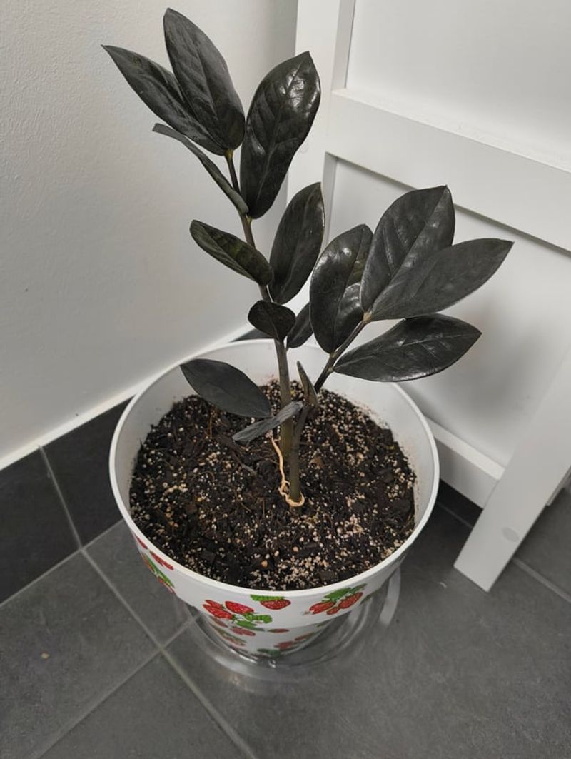 Using A Pot That Is Too Big