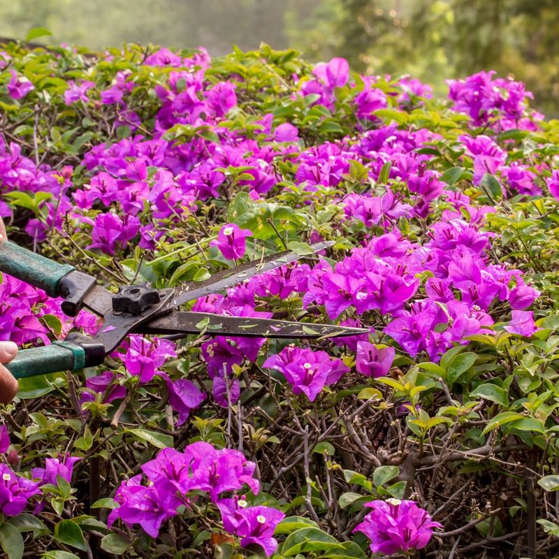Using Dull or Dirty Pruning Tools