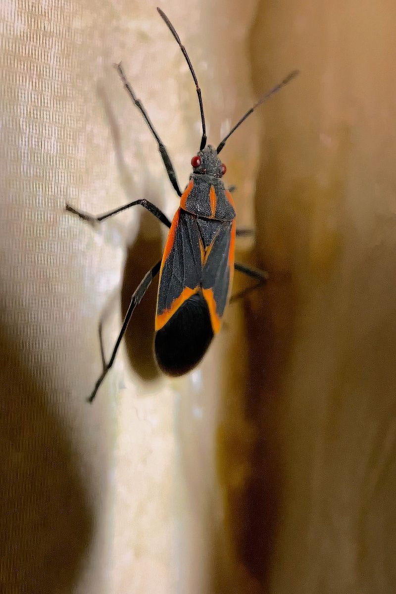 Vacuum Up Bugs That Make It Inside