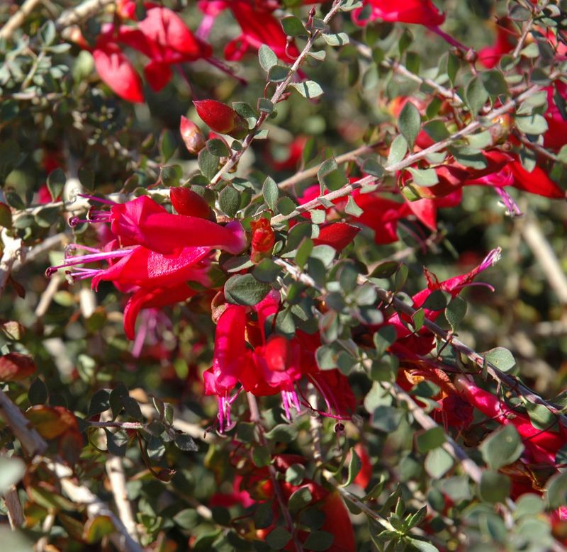 Valentine Red Emu Bush (Eremophila maculata 'Valentine')