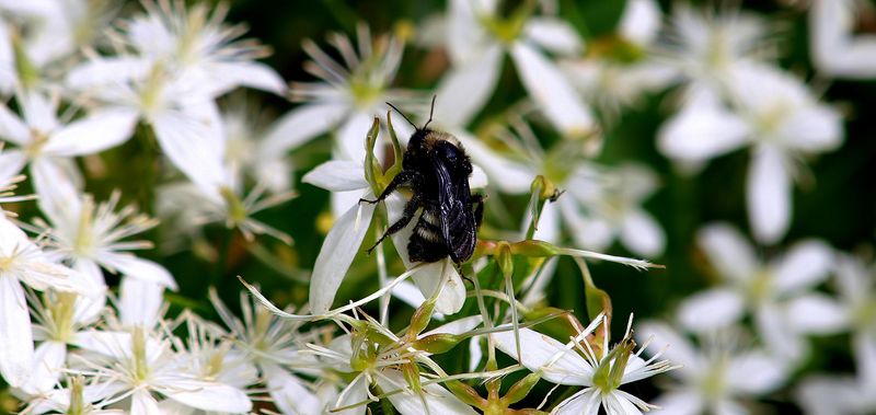 Vanilla Scent Draws Bees And Butterflies