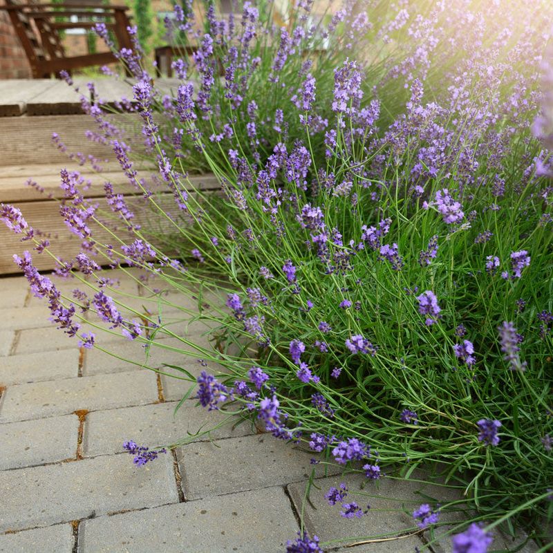 Varieties Like Phenomenal Handle Humid Summers Better