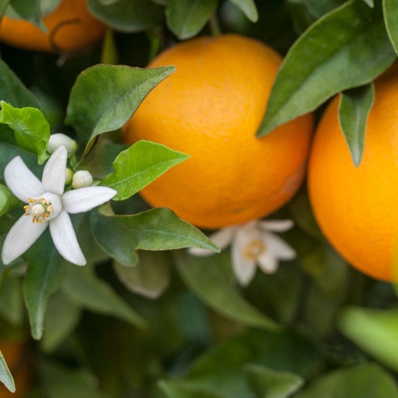 Variety and season tell you when to start checking