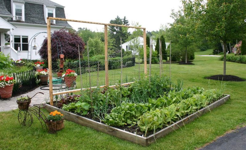 Vegetables In Your Front Yard