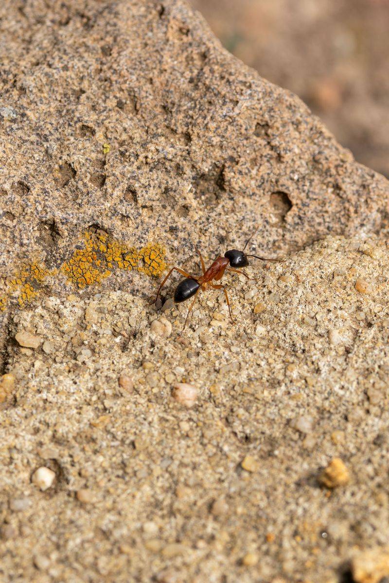 Velvet Ants Across Sandy Yards