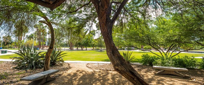 Velvet mesquite can provide filtered shade