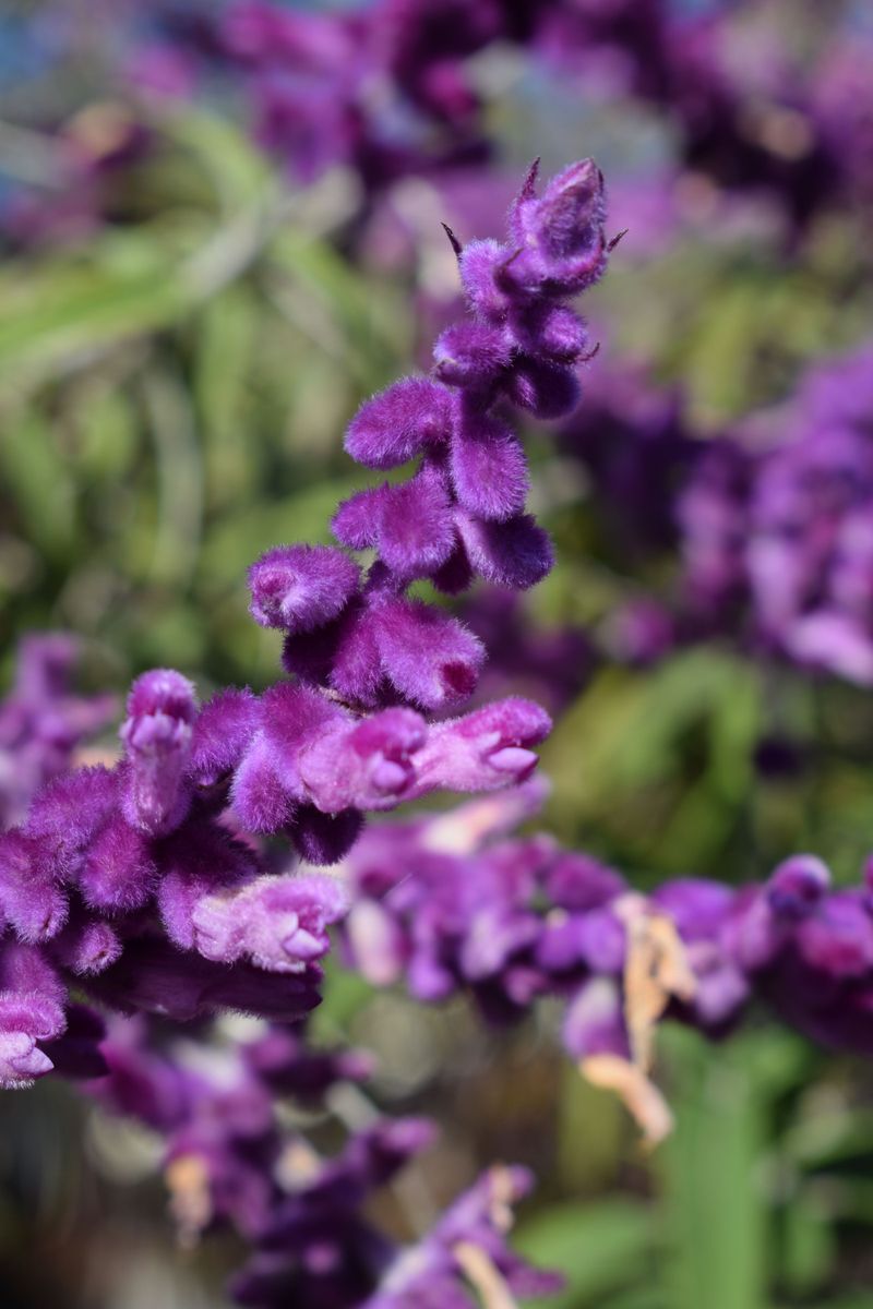 Velvety Purple Blooms Through Fall Velvety Purple Blooms Through Fall