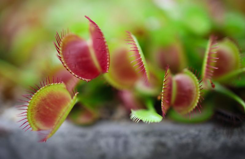 Venus Flytrap Snaps Shut Fast Venus Flytrap Snaps Shut Fast