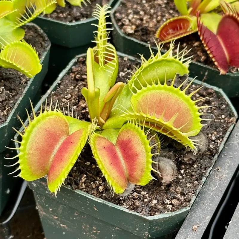Venus Flytrap