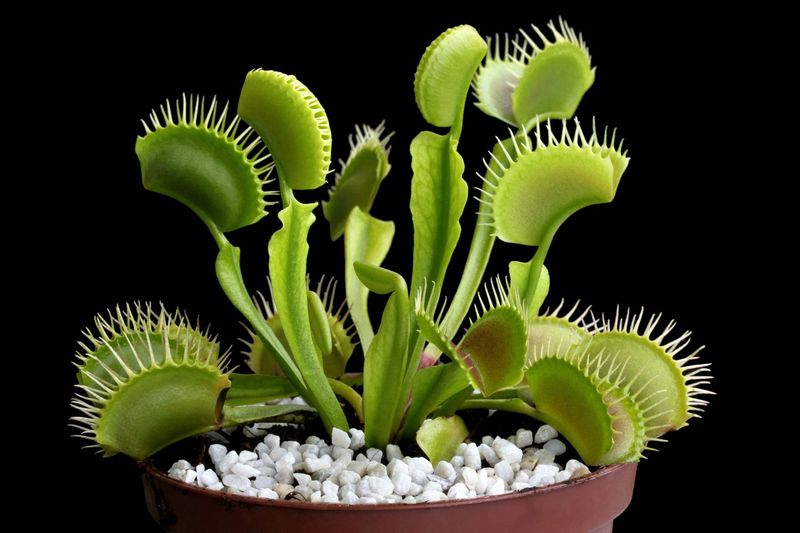 Venus Flytraps Snap Shut On Prey
