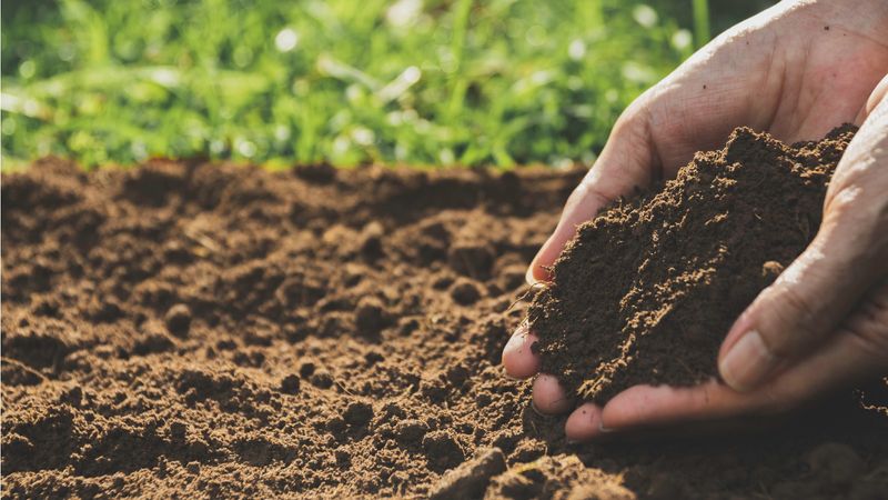 Very Acidic Soil Can Stunt Roots