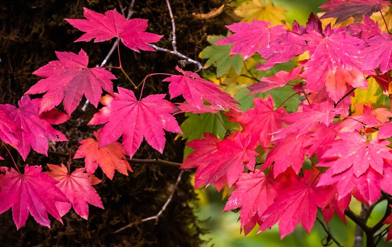 Vine Maple Delivers Fiery Fall Color Vine Maple Delivers Fiery Fall Color