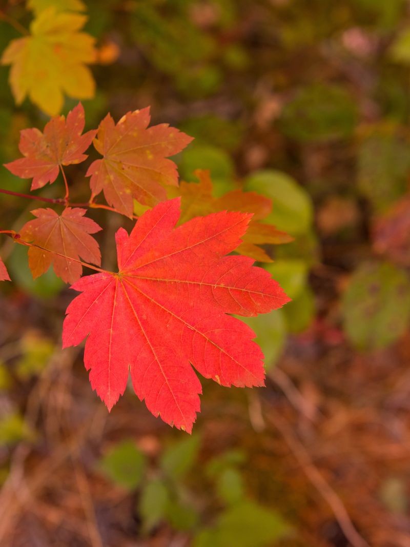 Vine Maple Vine Maple