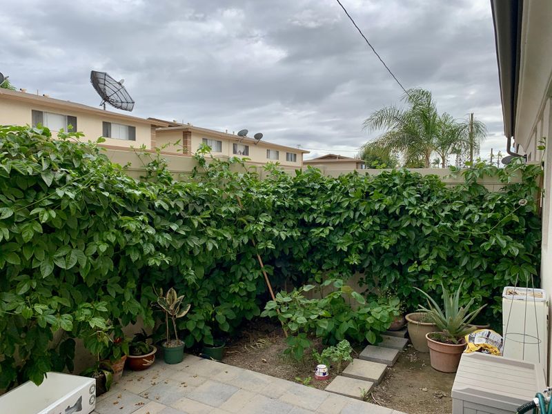 Vines Grow Fast And Cover Fences