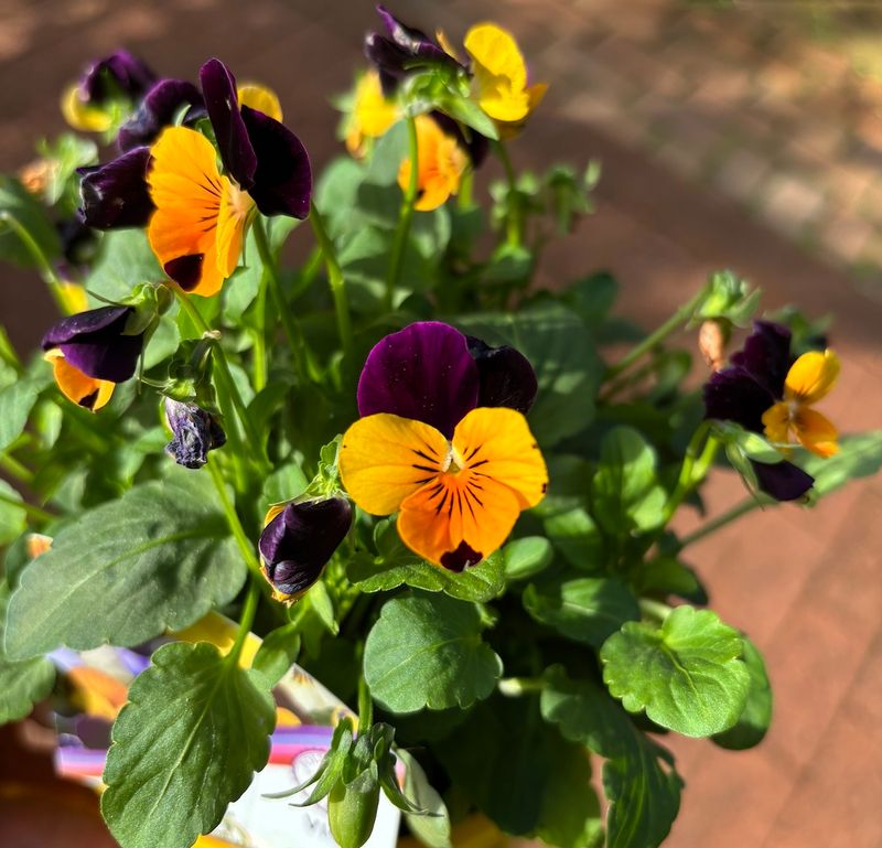 Violas Fit Purple And Orange Color Into Small Pots