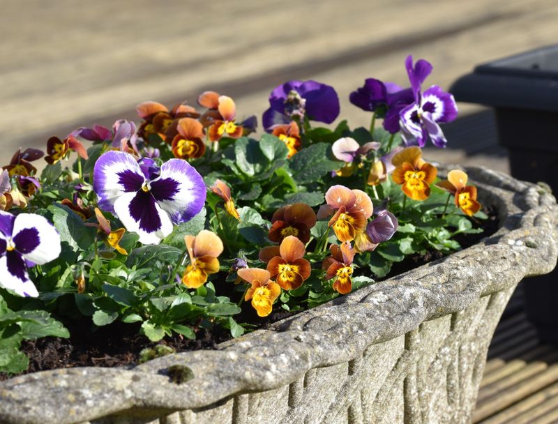 Violas For Tiny, Tough Flowers Violas For Tiny, Tough Flowers