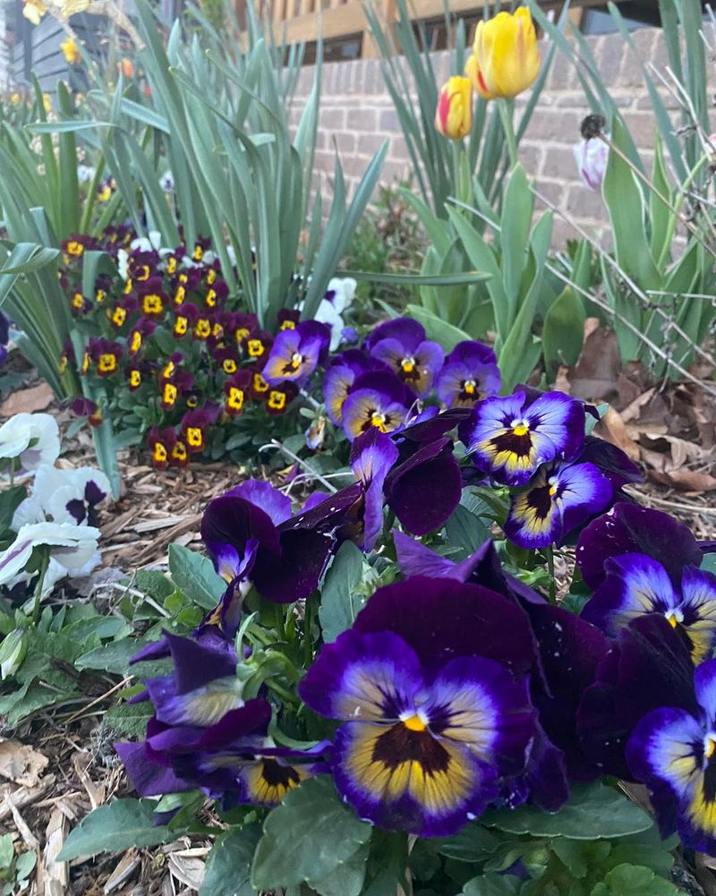 Violas Often Carry More Flowers Through Winter