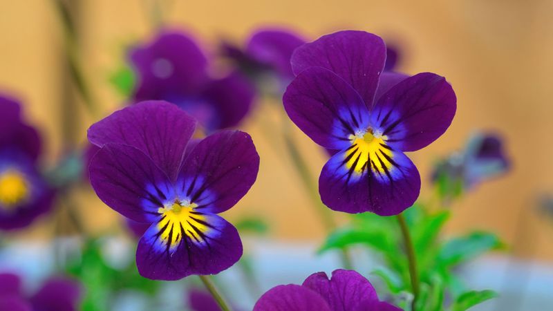 Violas Tuck Tiny Faces Into Gaps