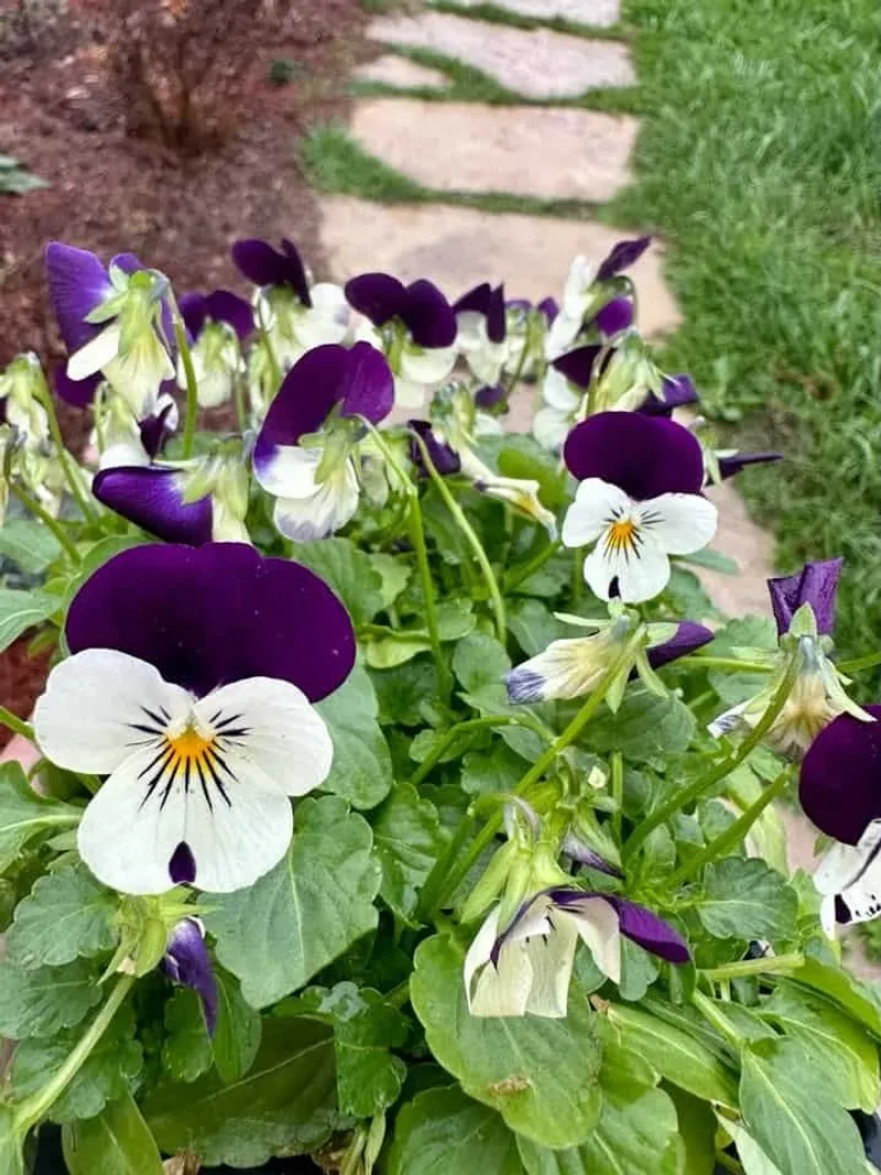 Violas Usually Bounce Back Faster After Hard Freezes