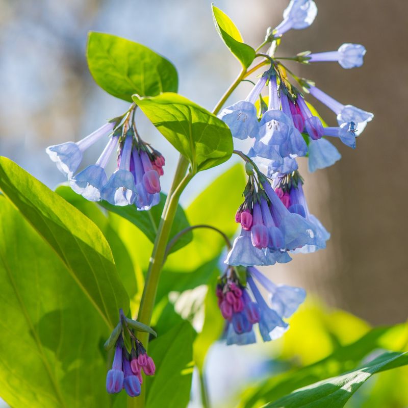 Virginia Bluebells Bring Beautiful Blue Flowers To Moist Woodland Gardens Virginia Bluebells Bring Beautiful Blue Flowers To Moist Woodland Gardens