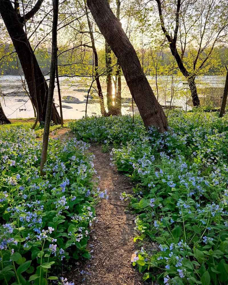Virginia Bluebells For Shady Spots Virginia Bluebells For Shady Spots