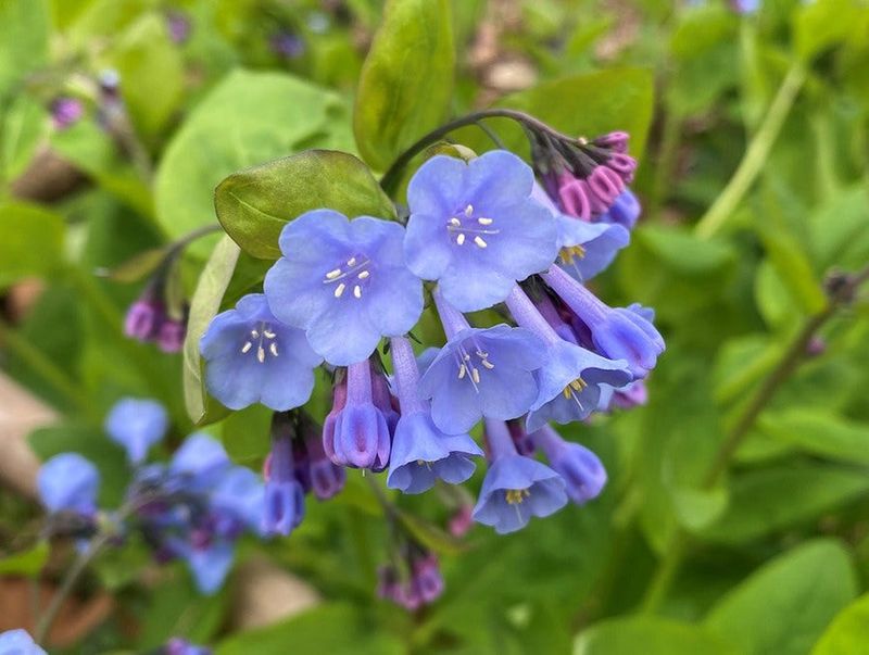 Virginia Bluebells Ring In Spring