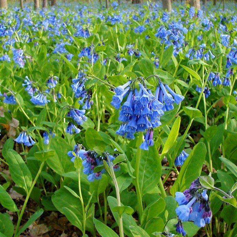 Virginia Bluebells, Sky-Blue Bells For Shady Woods