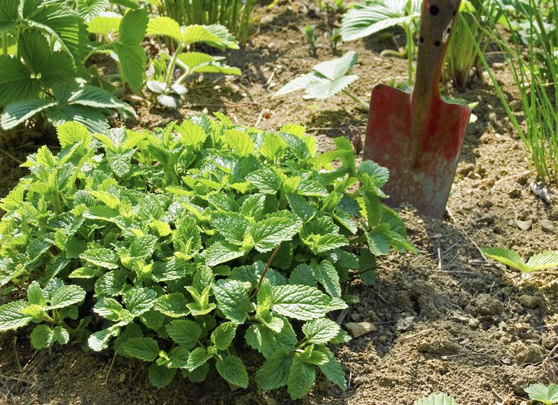 Virginia Clay Soil Is No Problem