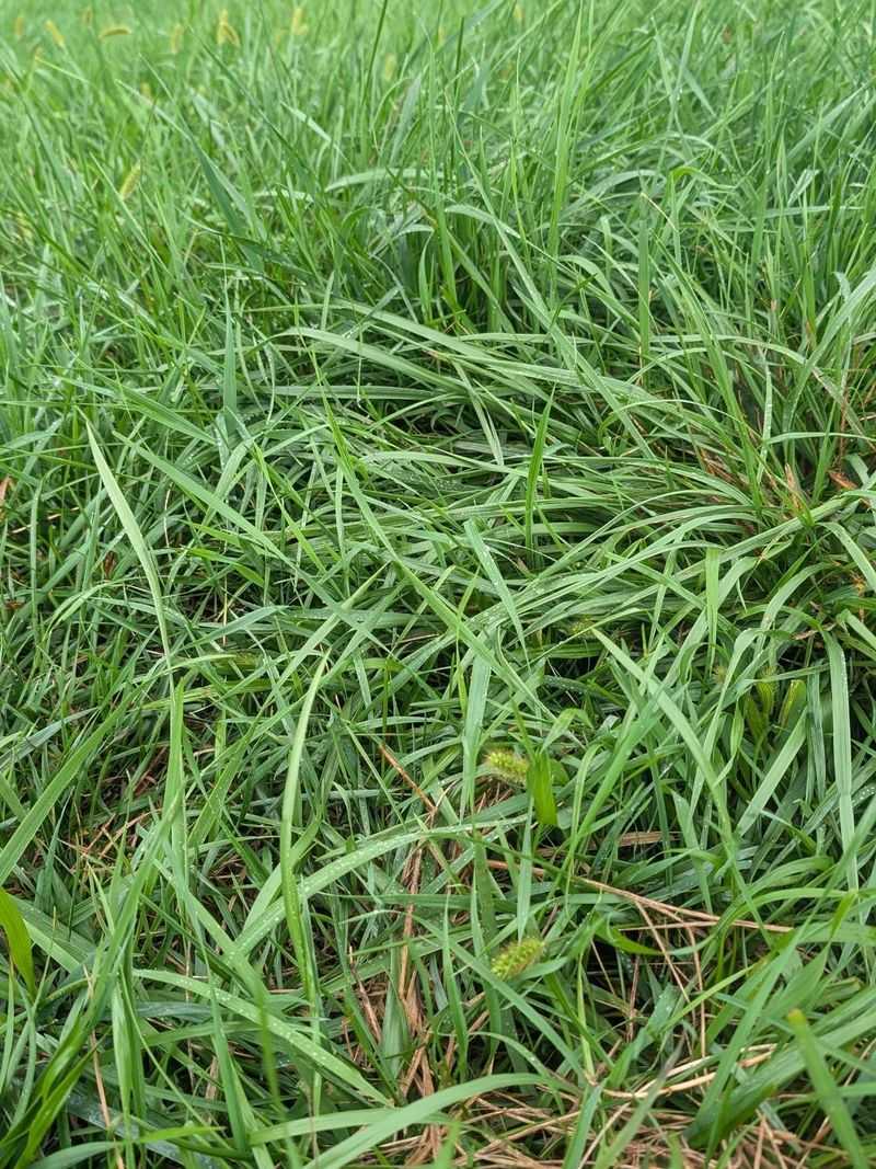 Virginia Cool-Season Grass Grows Best In Fall