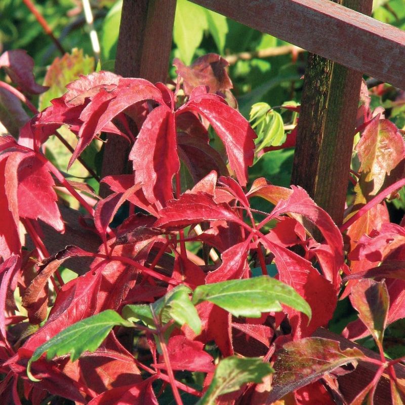 Virginia Creeper Virginia Creeper