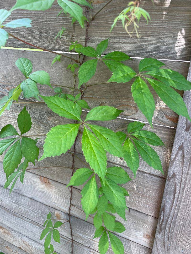 Virginia Creeper Is An Easy Lookalike To Rule Out Virginia Creeper Is An Easy Lookalike To Rule Out