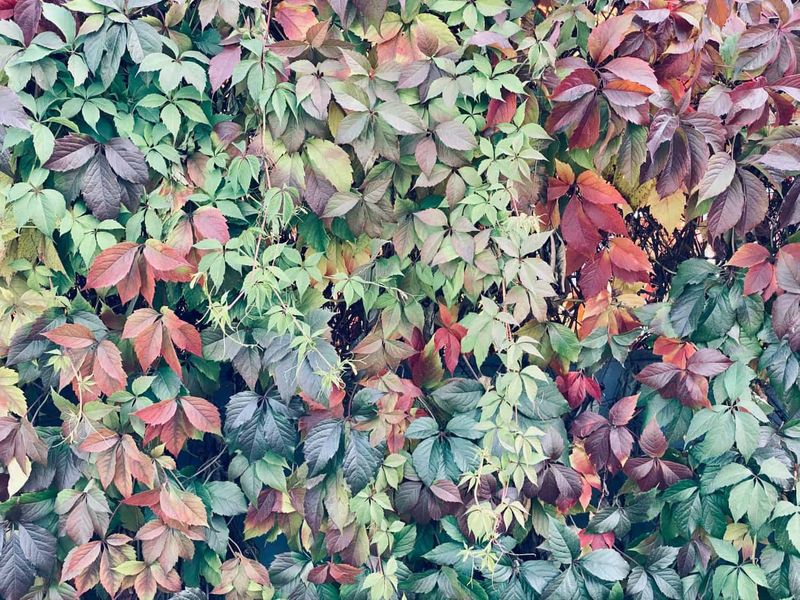 Virginia Creeper Is The Usual Look-Alike Virginia Creeper Is The Usual Look-Alike