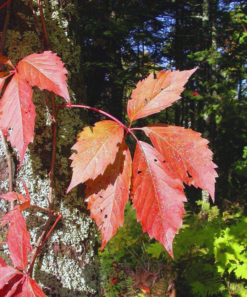 Virginia Creeper Usually Has Five Leaflets On Each Leaf Virginia Creeper Usually Has Five Leaflets On Each Leaf