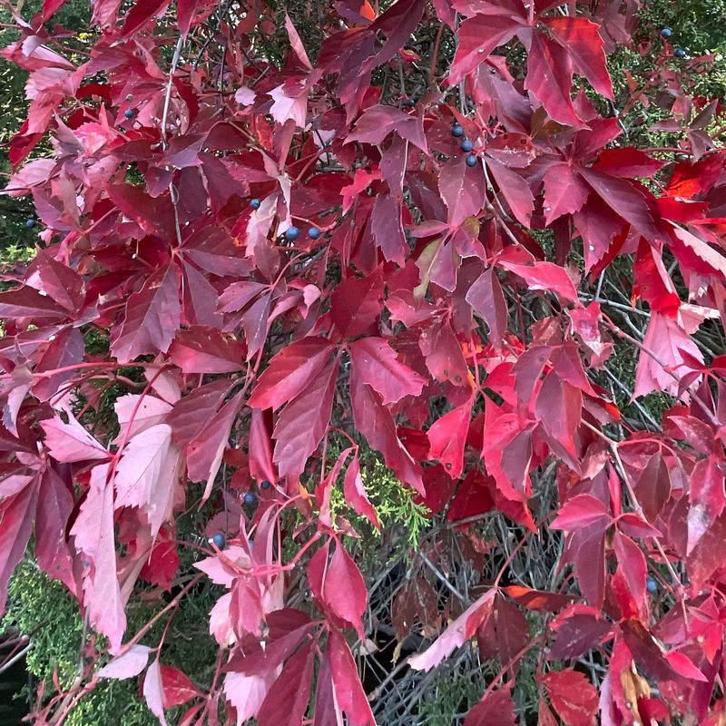 Virginia Creeper