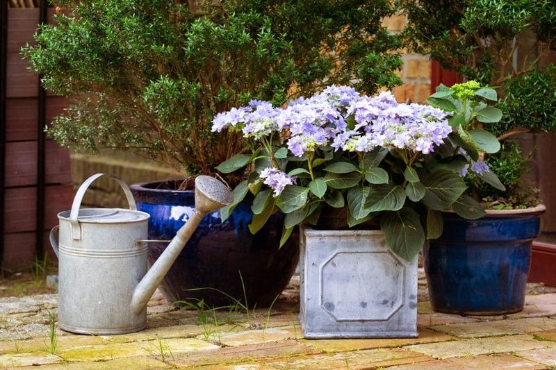 Virginia Hydrangeas Are Thirstier Than Most Shrubs
