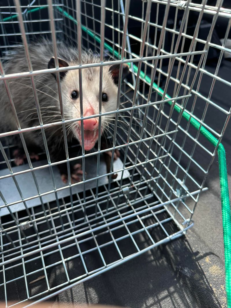 Virginia Law Bars Relocating Trapped Wildlife