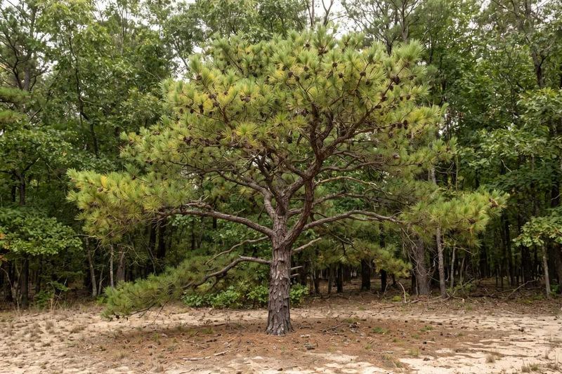 Virginia Pine Handles Poor, Dry Soil Virginia Pine Handles Poor, Dry Soil