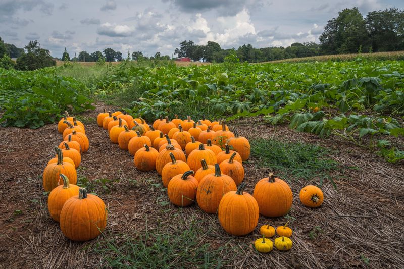 Virginia Pumpkin Planting Dates Shift From The Blue Ridge To The Coast