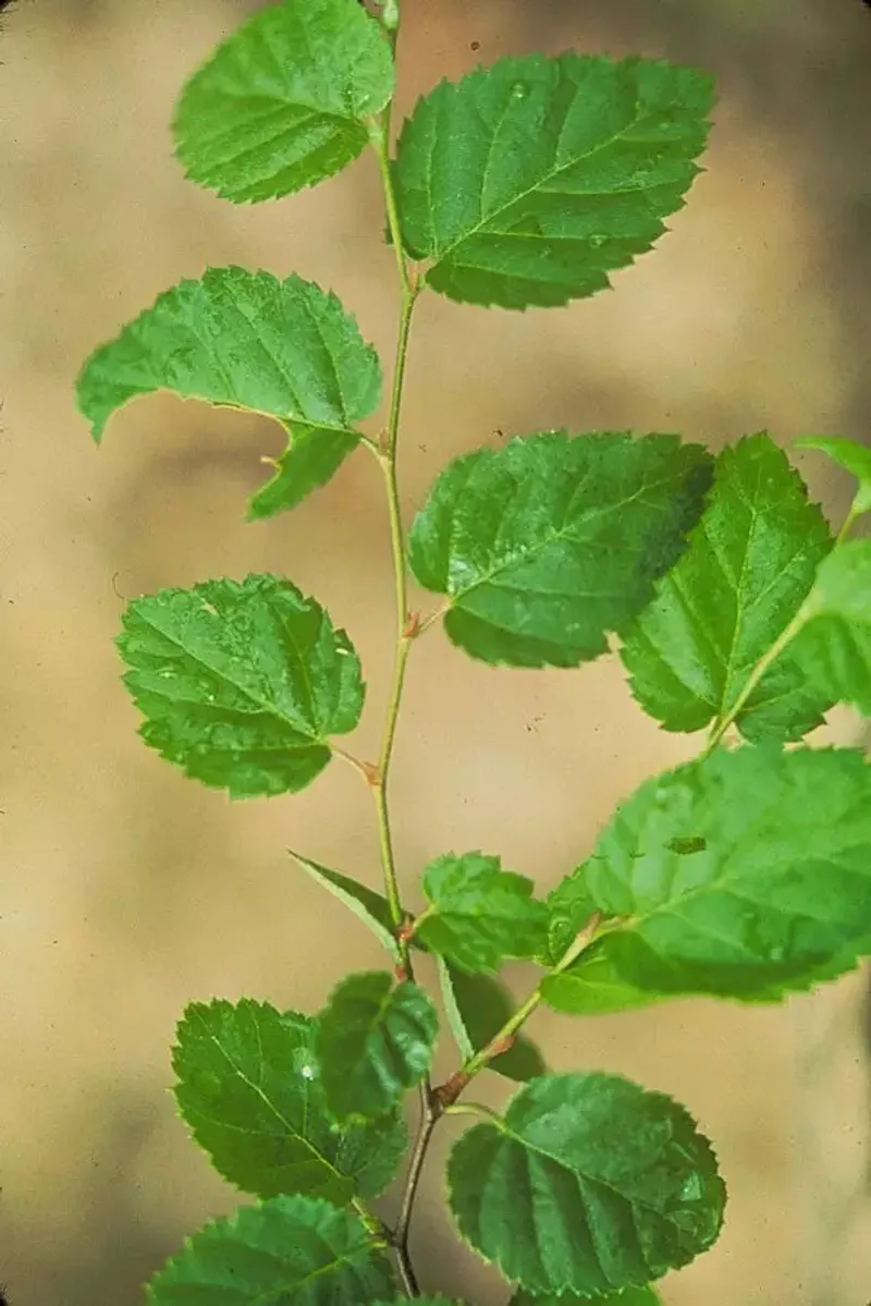 Virginia Round-Leaf Birch, Protected By Name Under State Law