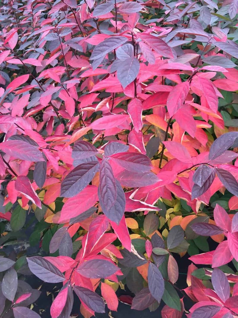Virginia Sweetspire Gives You Crimson Leaves Without The Spread
