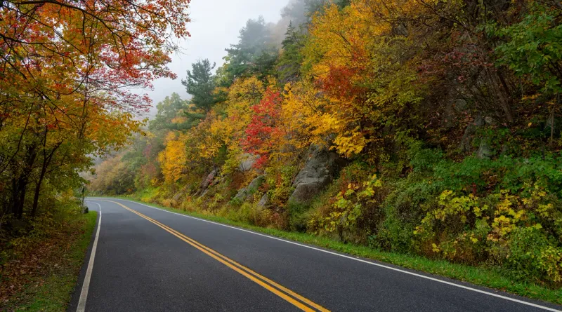 Virginia Trees Along State-Maintained Roads Virginia Trees Along State-Maintained Roads