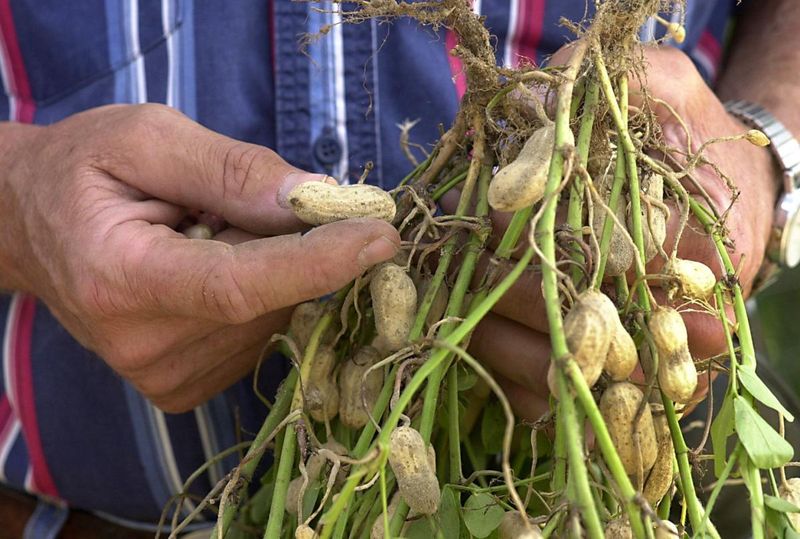 Virginia-Type Peanuts Have A Proud Local History