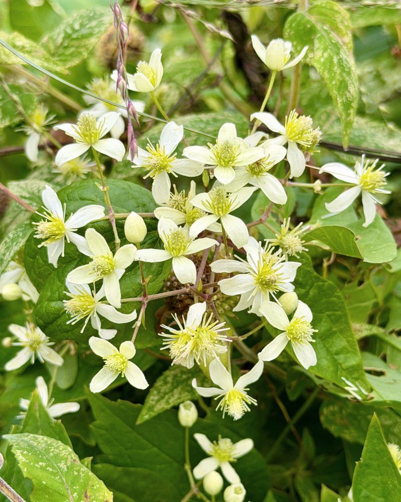 Virgin's Bower, A Late-Season Cloud Of White