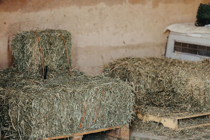Visit Stables And Farms For Old Hay
