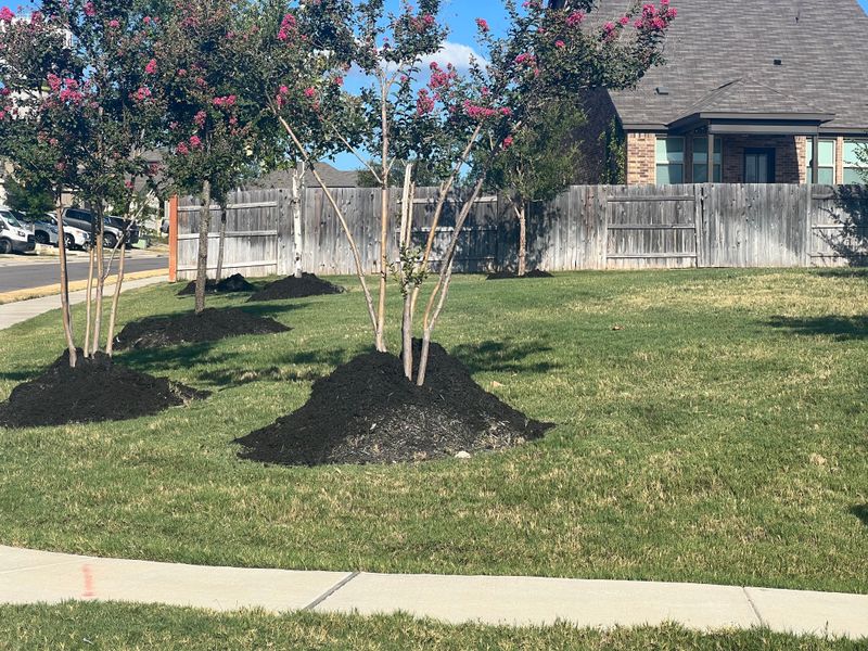 Volcano Mulching Buries The Trunk Volcano Mulching Buries The Trunk