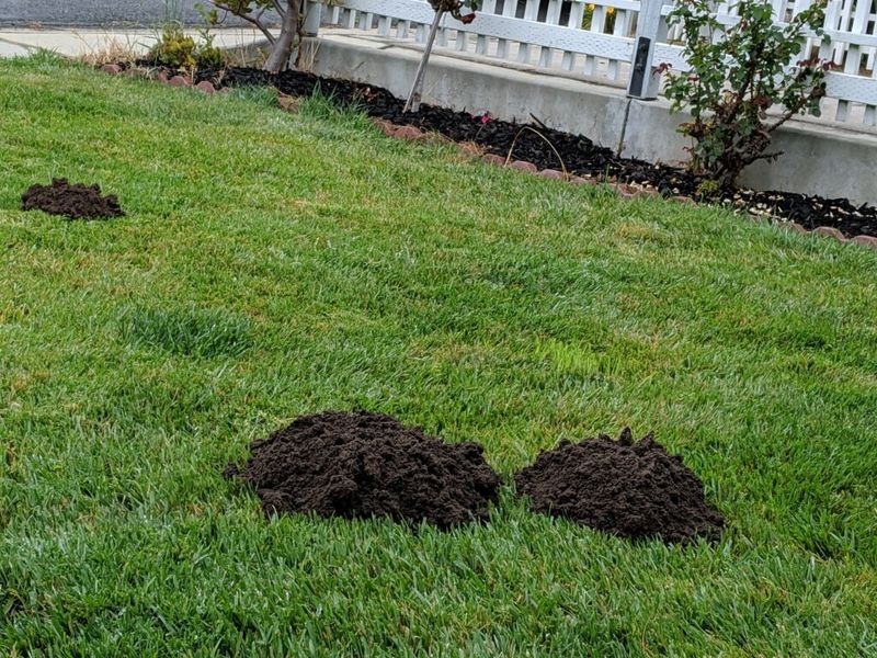 Volcano-Shaped Mounds Come From Soil Pushed Up From Below Volcano-Shaped Mounds Come From Soil Pushed Up From Below