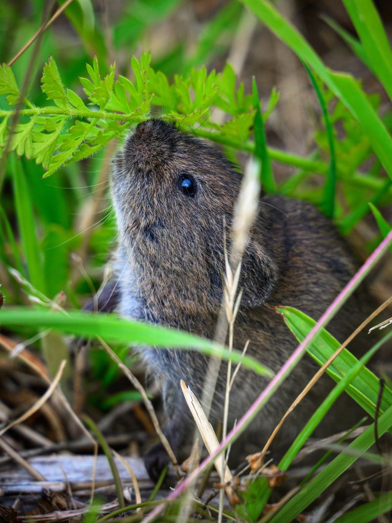 Vole Runways Stay Hidden Beneath The Grass