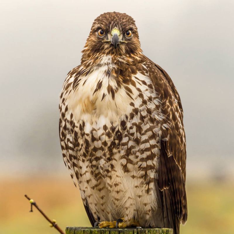 Voles Are A Common Food Source For Hawks
