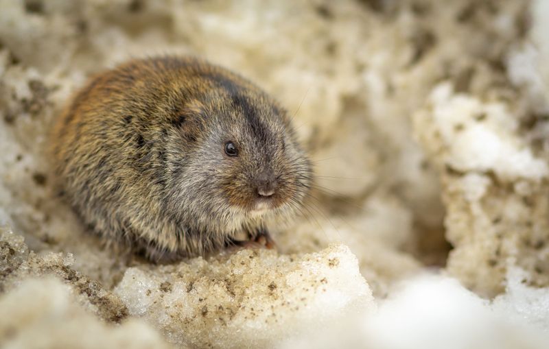 Voles Are On The Menu