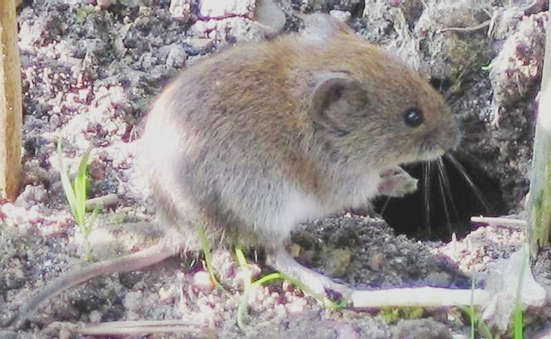 Voles Racing Along Hidden Runways